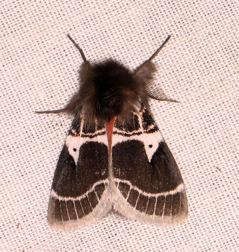 Lederhosen Moth