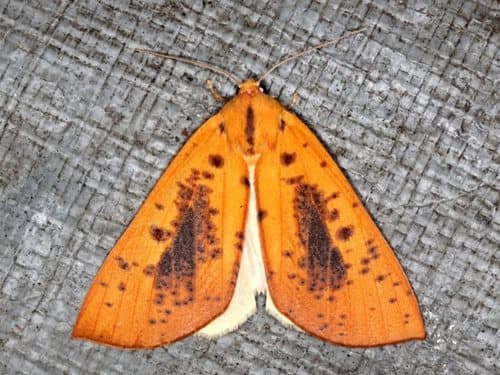 Lemon Gum Moth