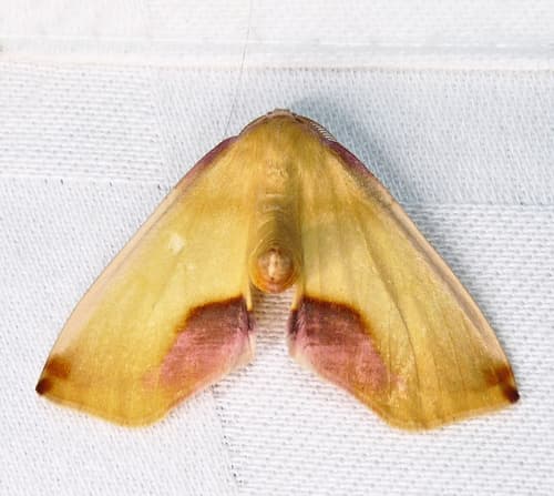 Lemon Plagodis Moth