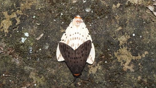 Imparilis Tiger Moth