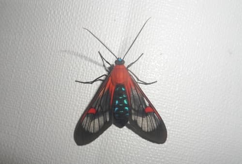 Lepidoneiva teuthras