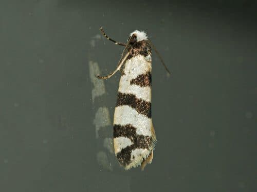 Lepidoscia characota