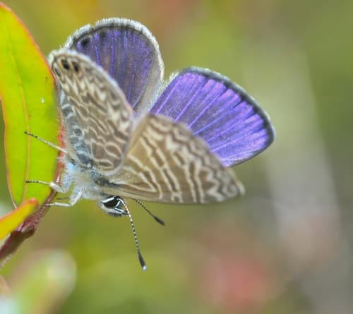 Three-spotted Blue