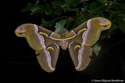 Lesser Atlas Moth