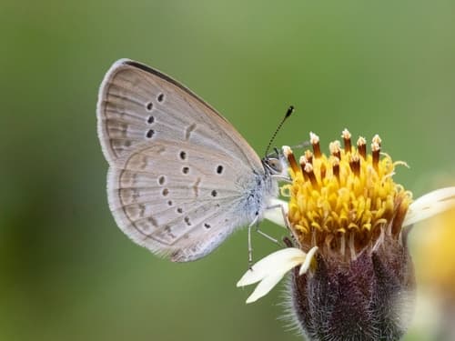 Lesser Grass Blue