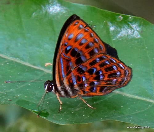 Lesser Harlequin