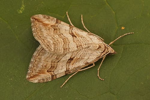 Lesser Treble-bar
