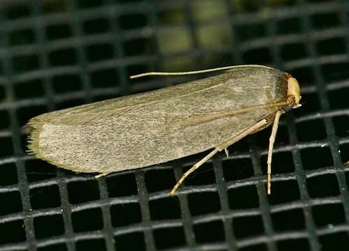 Lesser Wax Moth