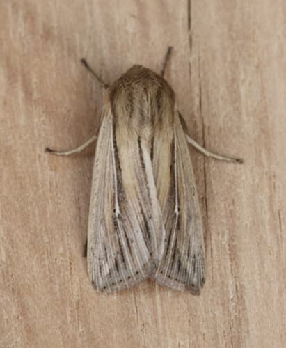 Southern Wainscot