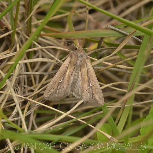 Imperfect Wainscot