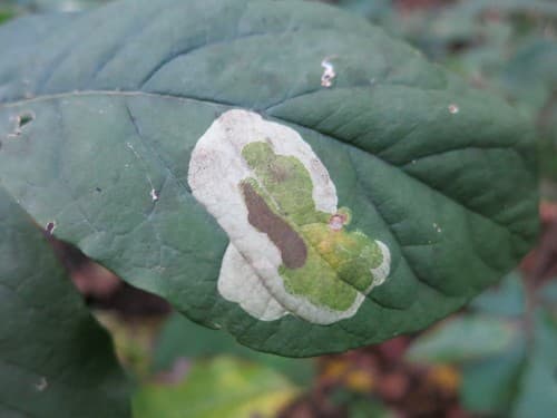 Leucanthiza dircella