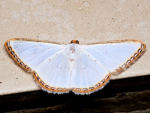 Fringed White Moth