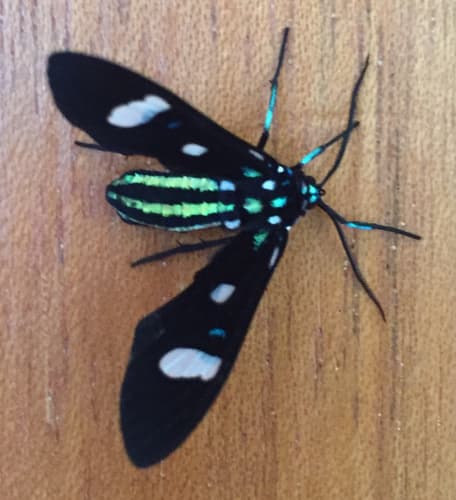 Green-banded Wasp Moth