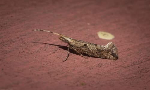 Concealer Moth
