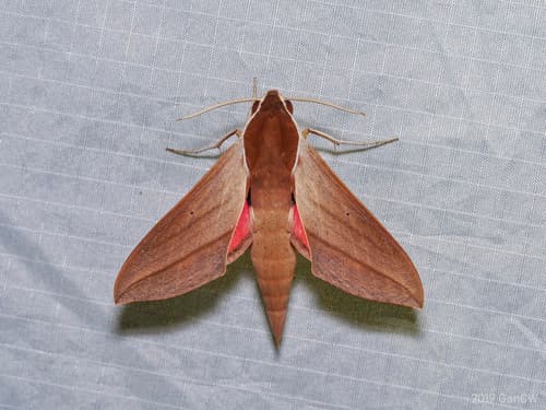 Levant Hawkmoth