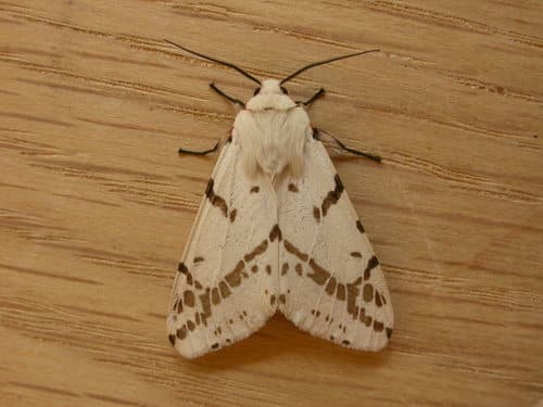 Light Ermine Moth
