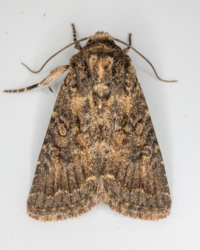 Light-spotted Quaker