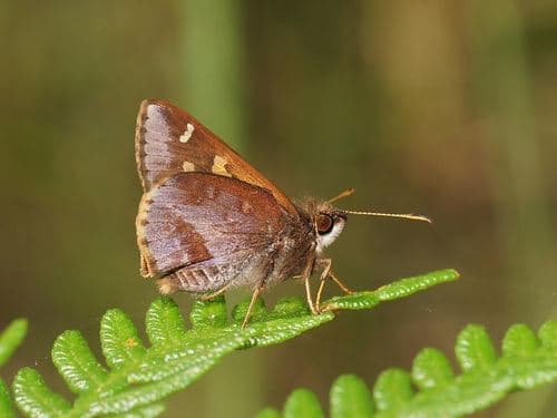 Lilac Grass-skipper