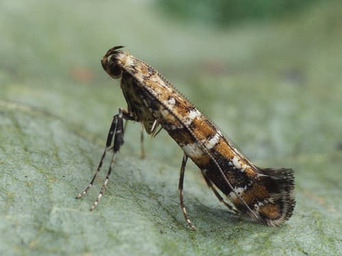 Lilac Leafminer Moth