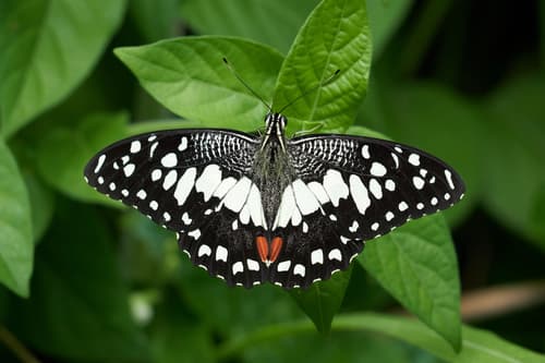 Lime Swallowtail