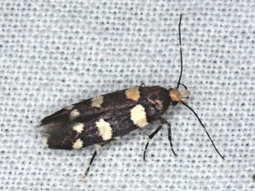 Limnaecia cirrhosema