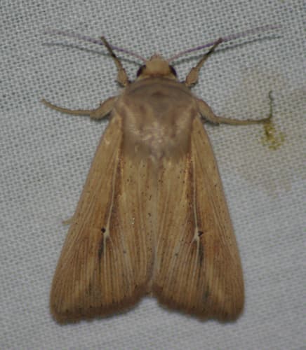 Linda's Wainscot