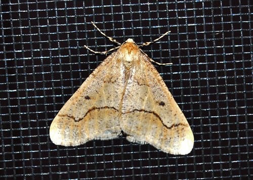 Linden Looper Moth