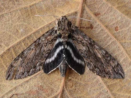 Lugens Sphinx Moth