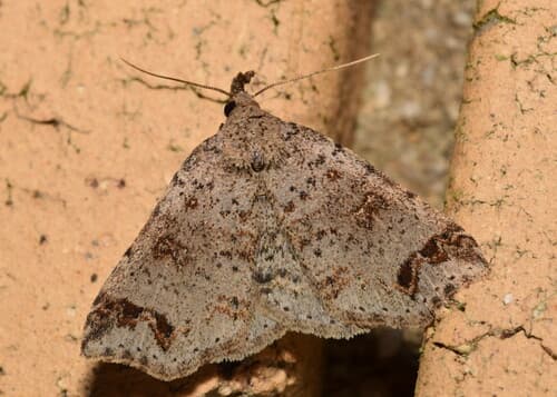 Lithilaria proestans