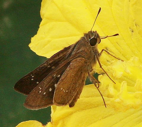 Little Branded Swift