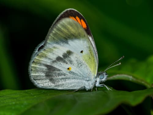Little Orange-tip