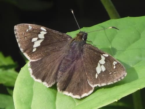 Two-banded Flat