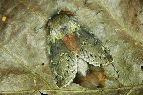 Lobster moth