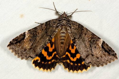 Locust Underwing