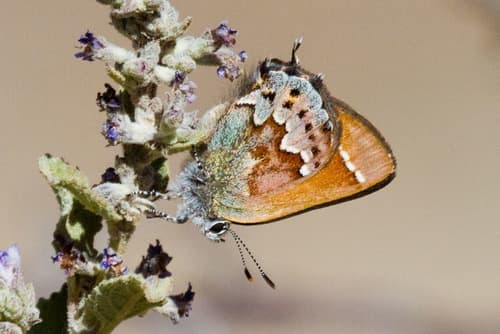 Loki Hairstreak
