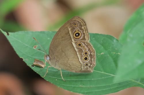 Long Brand Bushbrown