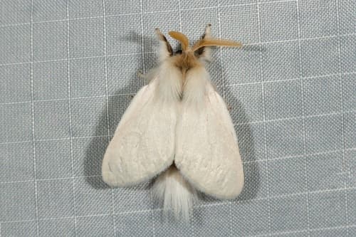 Long-tailed Bombyx