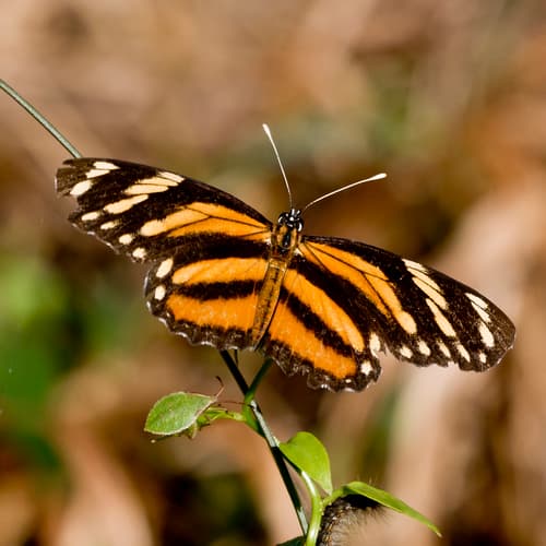 Longwing Crescent