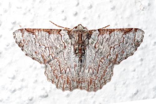 Lophophelma luteipes