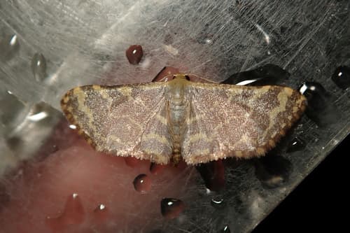 Lophophleps purpurea