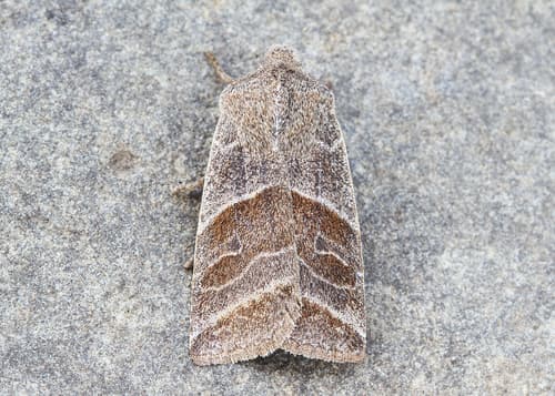 Lost Sallow
