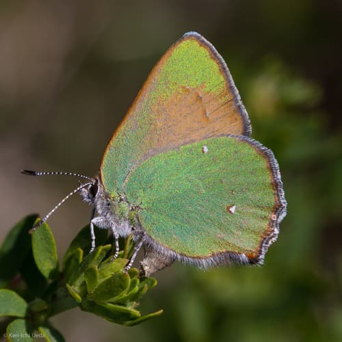Lotus Hairstreak