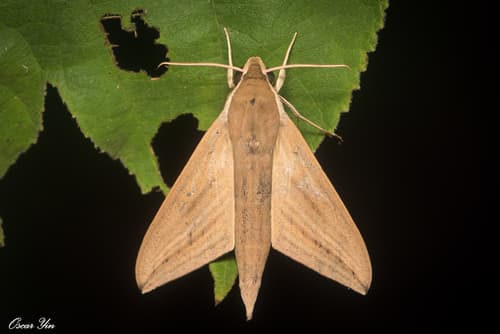 Lucas's Hawkmoth
