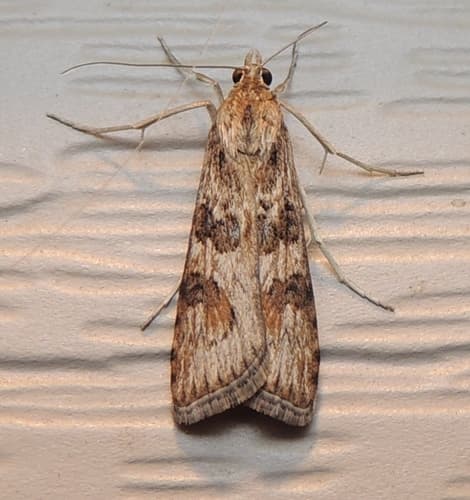 Lucerne Moth