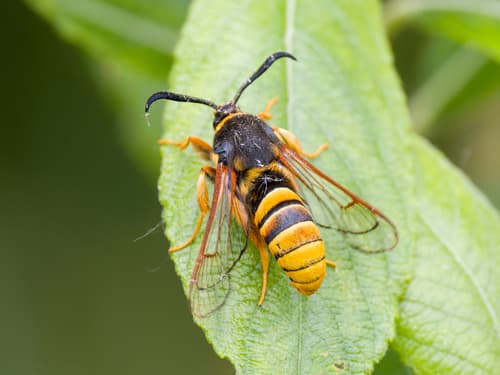Lunar Hornet Moth