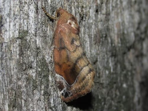 Lunar-spotted Pinion