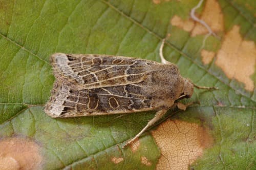 Lunar Underwing