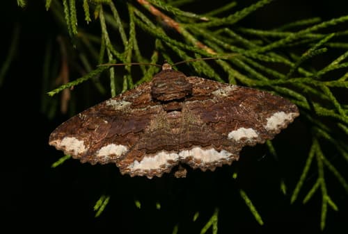 Lunate Zale Moth