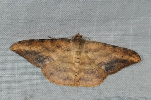 Luxiaria amasa