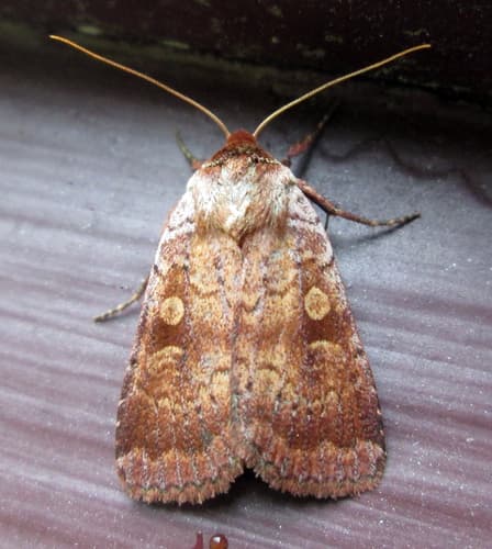 Lycophotia Moth